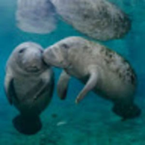 Meet your Posher, Angelina